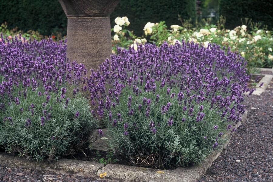Kleine Lavendelpflanzen Lavandula angustifolia &