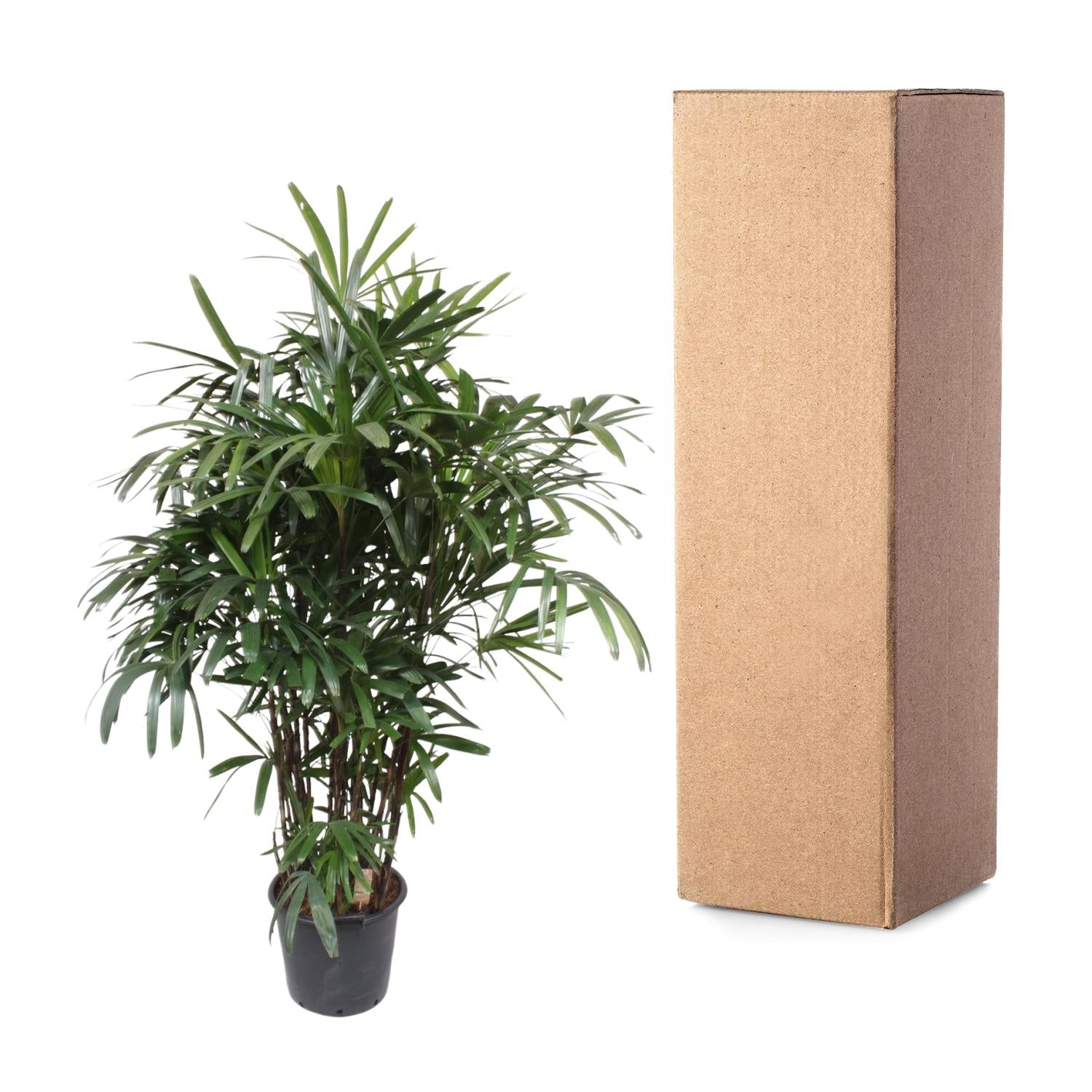 Rhapis excelsa Damenpalme 190 cm | Exklusive Premium-Palme im Ø40 cm Topf – Robust &amp; Luftreinigend