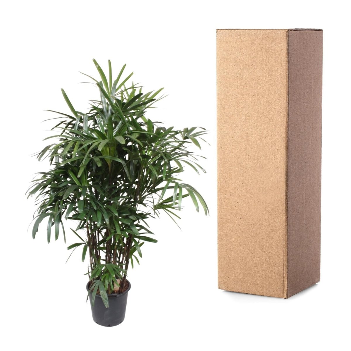 Rhapis excelsa Damenpalme 190 cm | Exklusive Premium - Palme im Ø40 cm Topf – Robust &amp; Luftreinigend - Wurzelwerk Design