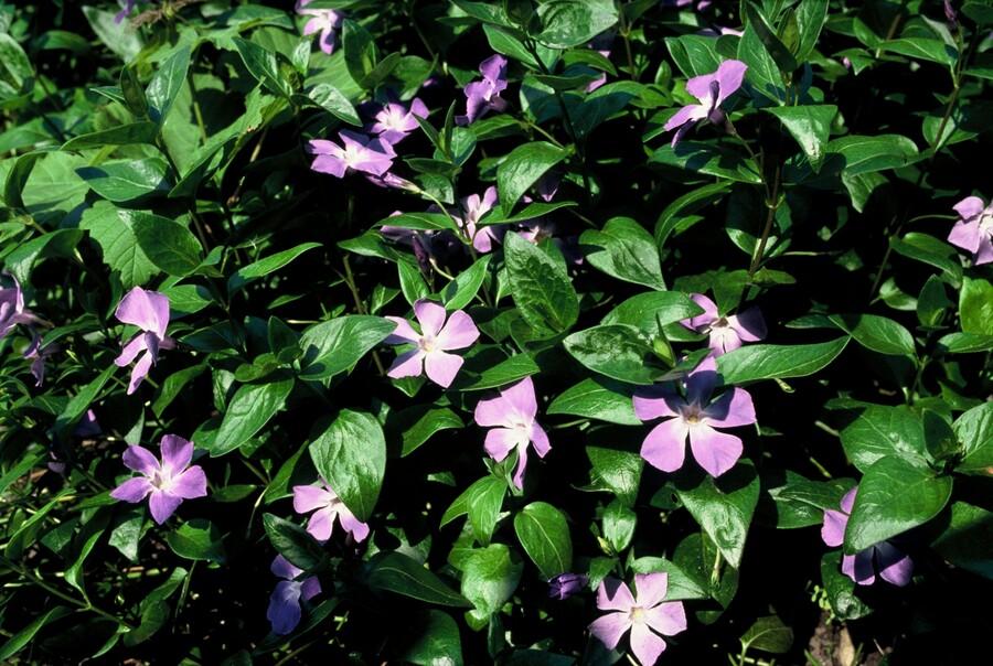 Vinca major – 24 Pflanzen Ø 9 cm – Großes Immergrün | Robuster, winterharter Bodendecker mit violett-blauen Blüten