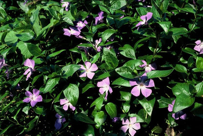 Vinca major – 24 Pflanzen Ø 9 cm – Großes Immergrün | Robuster, winterharter Bodendecker mit violett-blauen Blüten