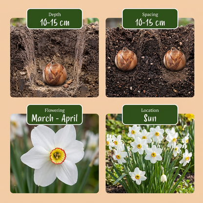 Dichternarzisse Recurvus – Narcissus poeticus online kaufen | Weiß, Stark Duftend &amp; Verwildernd – Wurzelwerk Design