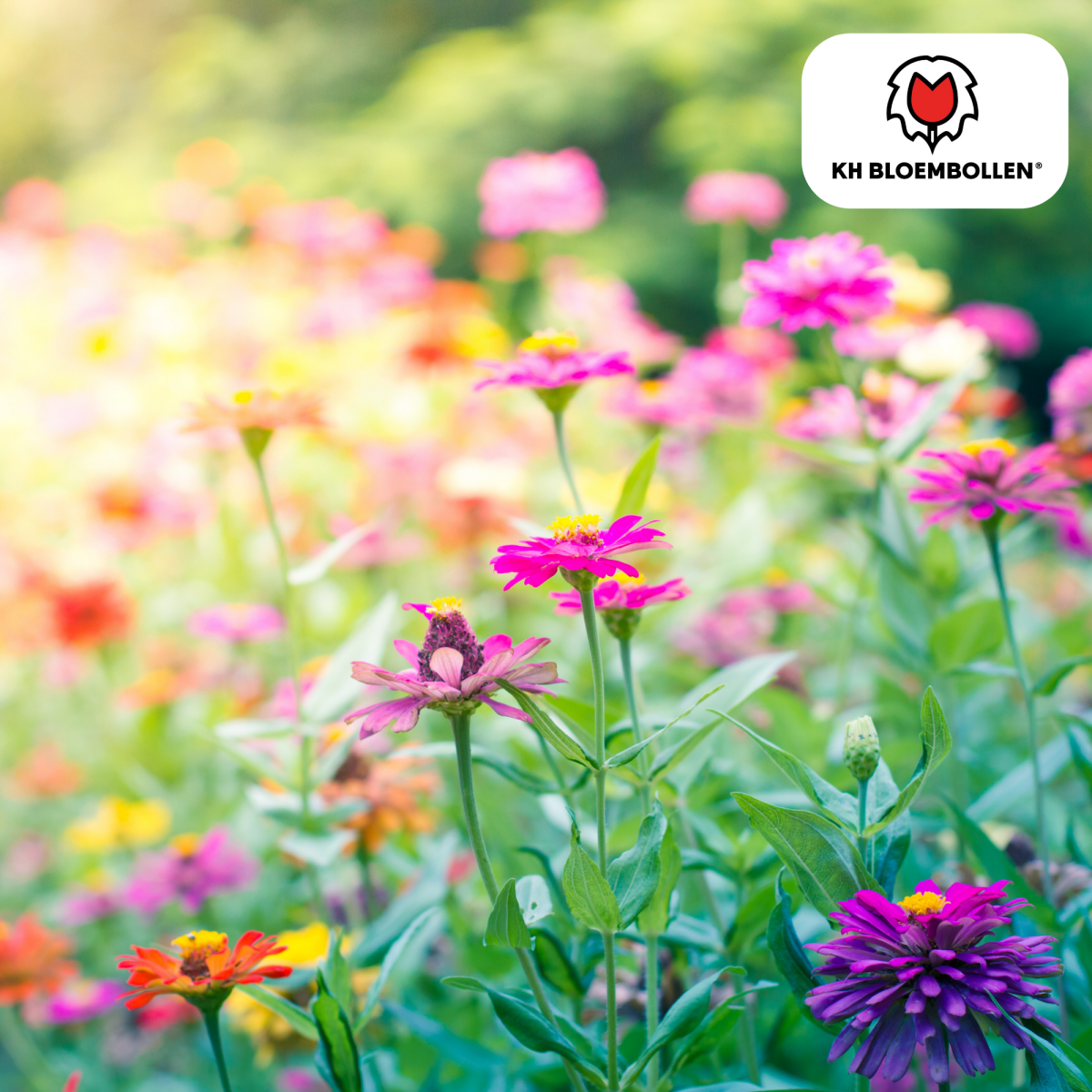 Wildblumensamenmischung – 100 g | Bienenfreundlich &amp; heimisch - Wurzelwerk Design