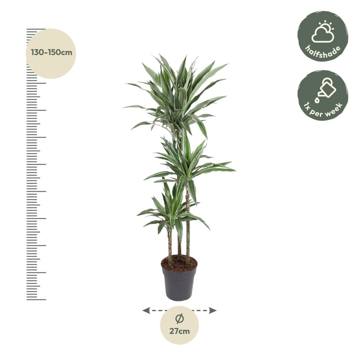 Drachenbaum Dracaena Warneckei | Pflegeleichte Zimmerpflanze – Luftreinigend &amp; dekorativ - Wurzelwerk Design
