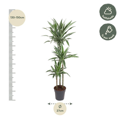 Drachenbaum Dracaena Warneckei | Pflegeleichte Zimmerpflanze – Luftreinigend &amp; dekorativ - Wurzelwerk Design