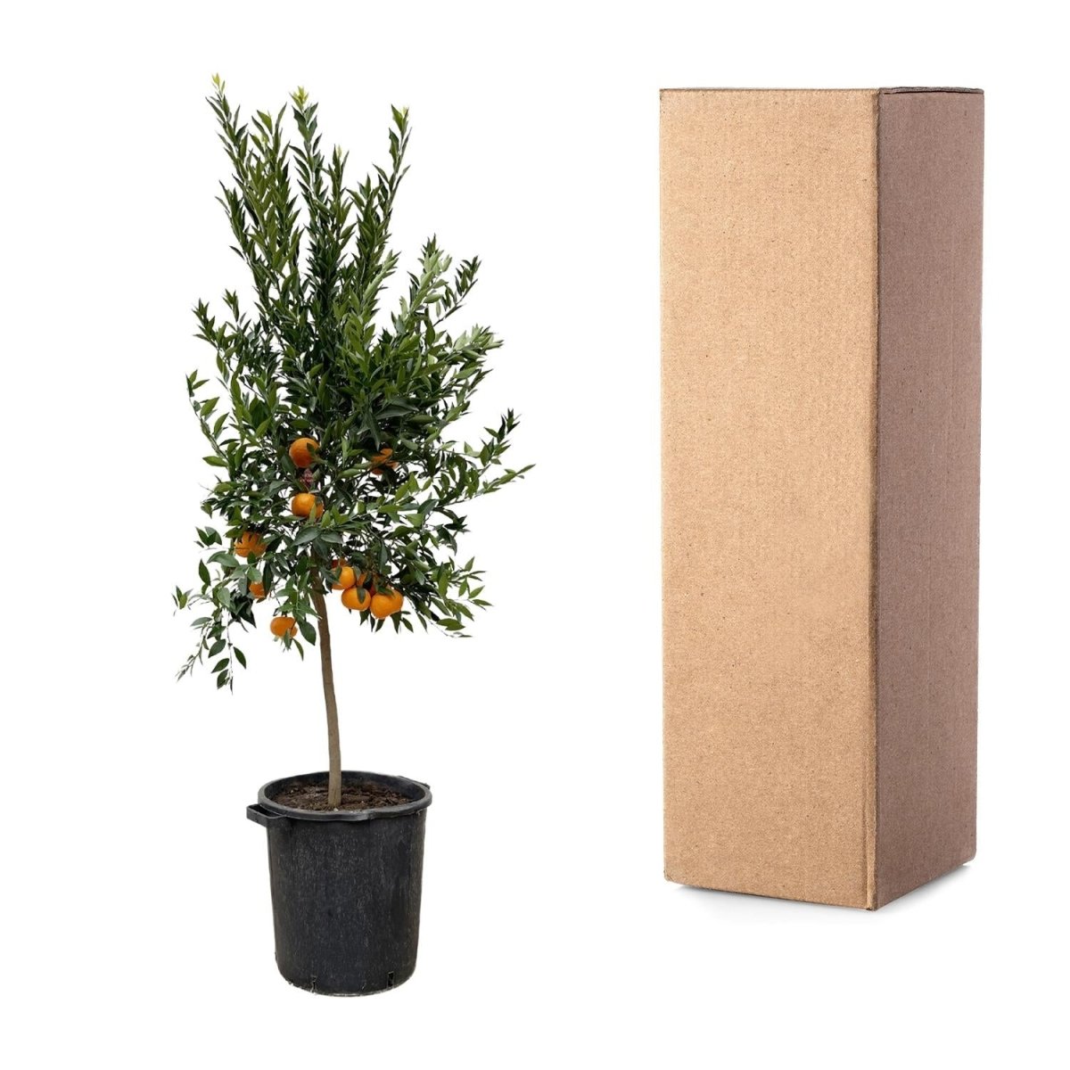 Citrus Mandarino 200 cm | Mandarinenbaum im Ø40 cm Topf – Mediterrane Kübelpflanze - Wurzelwerk Design