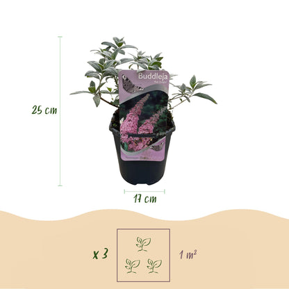 Schmetterlingsstrauch - Buddleja davidii Pink Delight - Blüte Rosa - 1 Pflanze - Laubabwerfend - Schmetterlingsanziehend - Topf 17cm Höhe 25cm