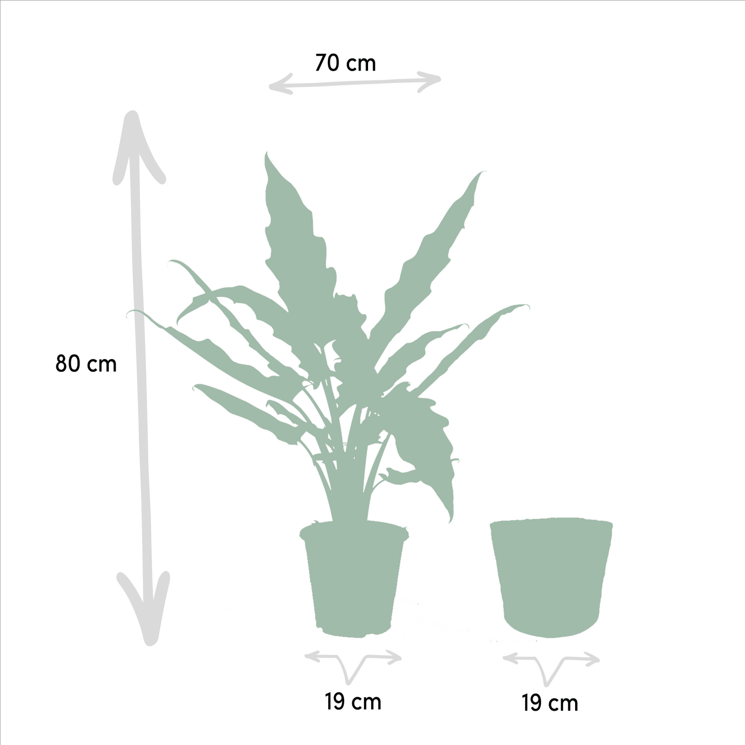 Alocasia Lauterbachiana Pflanze im Korb, Everspring, grüne Blätter, Höhe ca. 80cm, Durchmesser 19cm, stilvoller Zimmerpflanze