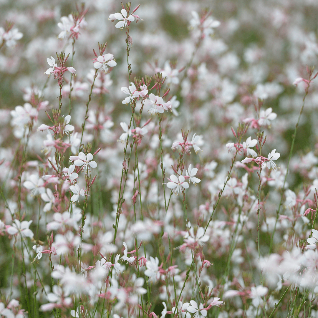 Sechs Gaura lindheimeri Pflanzen, 10-25cm hoch, Ø9cm Töpfe, Everspring, in grüner Gartenerde auf Bild.
