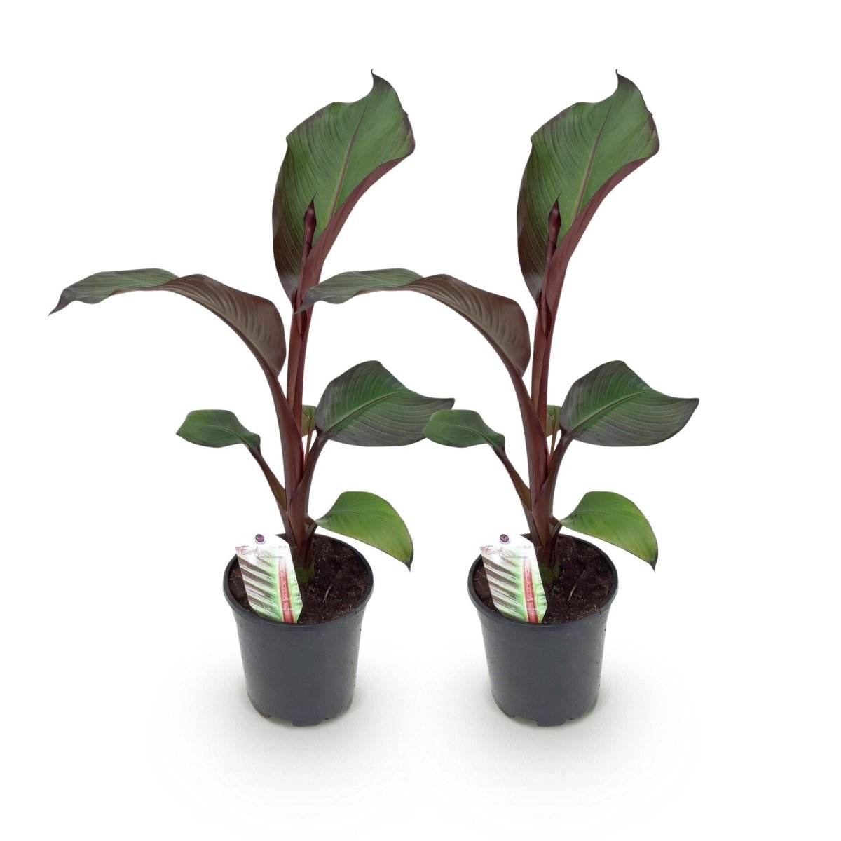 Bananenpflanze - Ensete ventricosum Maurelli - Winterhart - 2 Pflanzen - Topf 17cm Höhe 40cm - Wurzelwerk Design