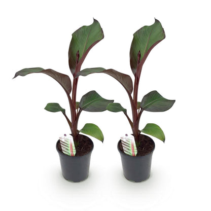 Bananenpflanze - Ensete ventricosum Maurelli - Winterhart - 2 Pflanzen - Topf 17cm Höhe 40cm - Wurzelwerk Design
