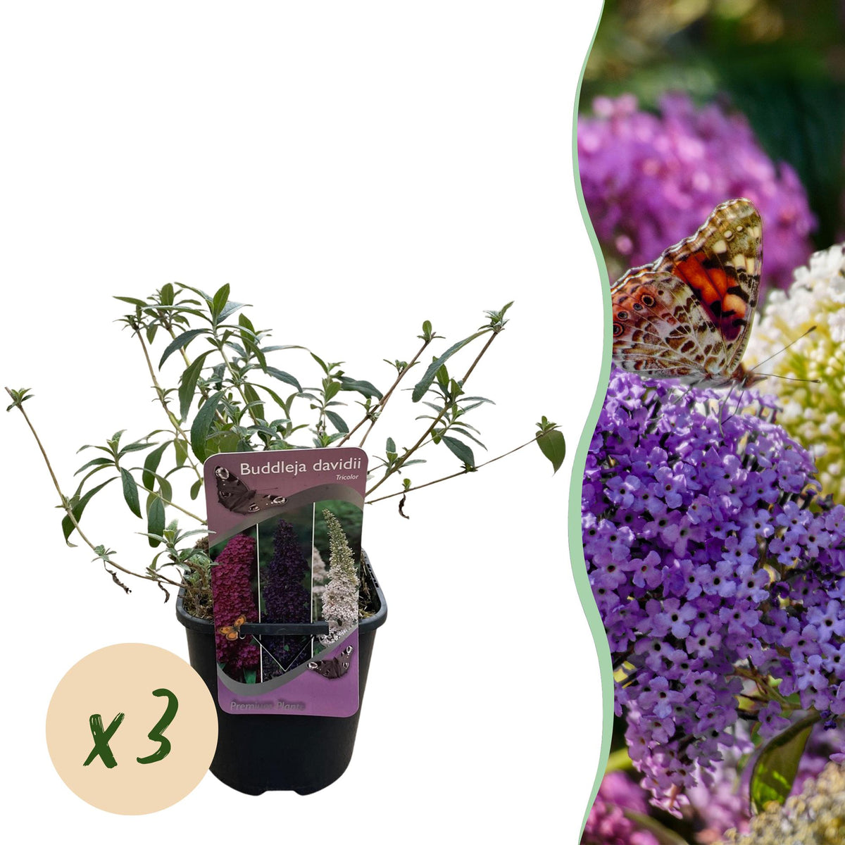 Schmetterlingsstrauch Buddleja davidii Tricolour mit rosa, weißen und lila Blüten, 3 Pflanzen in Töpfen, schmetterlingsanziehend