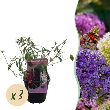 Schmetterlingsstrauch Buddleja davidii Tricolour mit rosa, weißen und lila Blüten, 3 Pflanzen in Töpfen, schmetterlingsanziehend