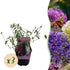 Schmetterlingsstrauch Buddleja davidii Tricolour mit rosa, weißen und lila Blüten, 3 Pflanzen in Töpfen, schmetterlingsanziehend