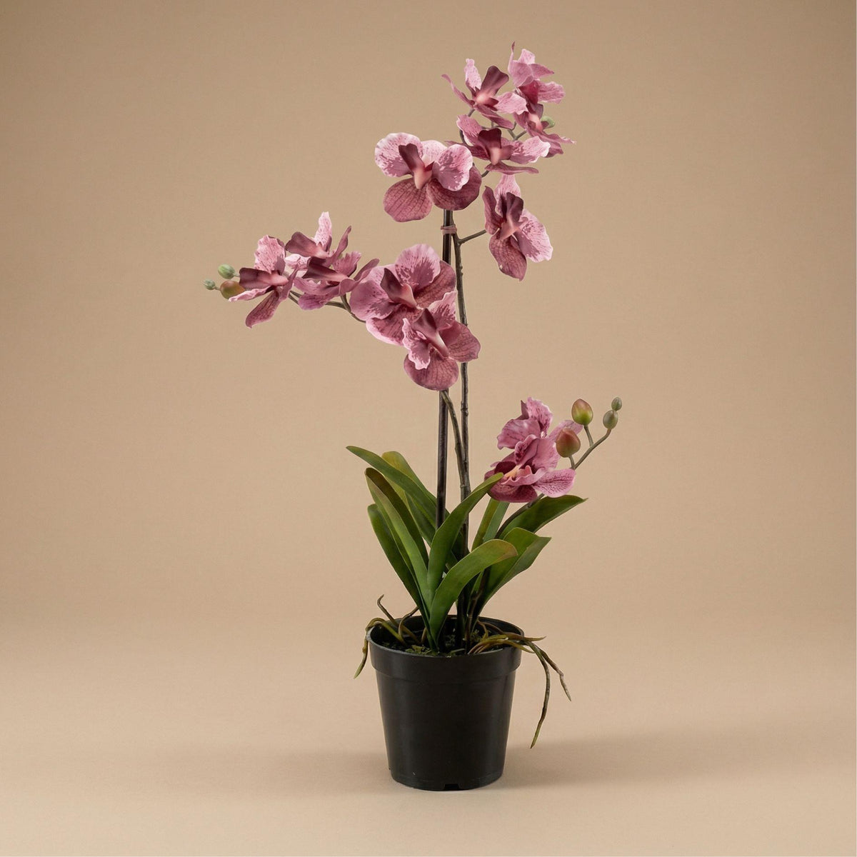 Künstliche Vanda Orchidee 60 cm in Altrosa im Topf, detailreiche Nachbildung der blühenden Zimmerpflanze, Everspring.