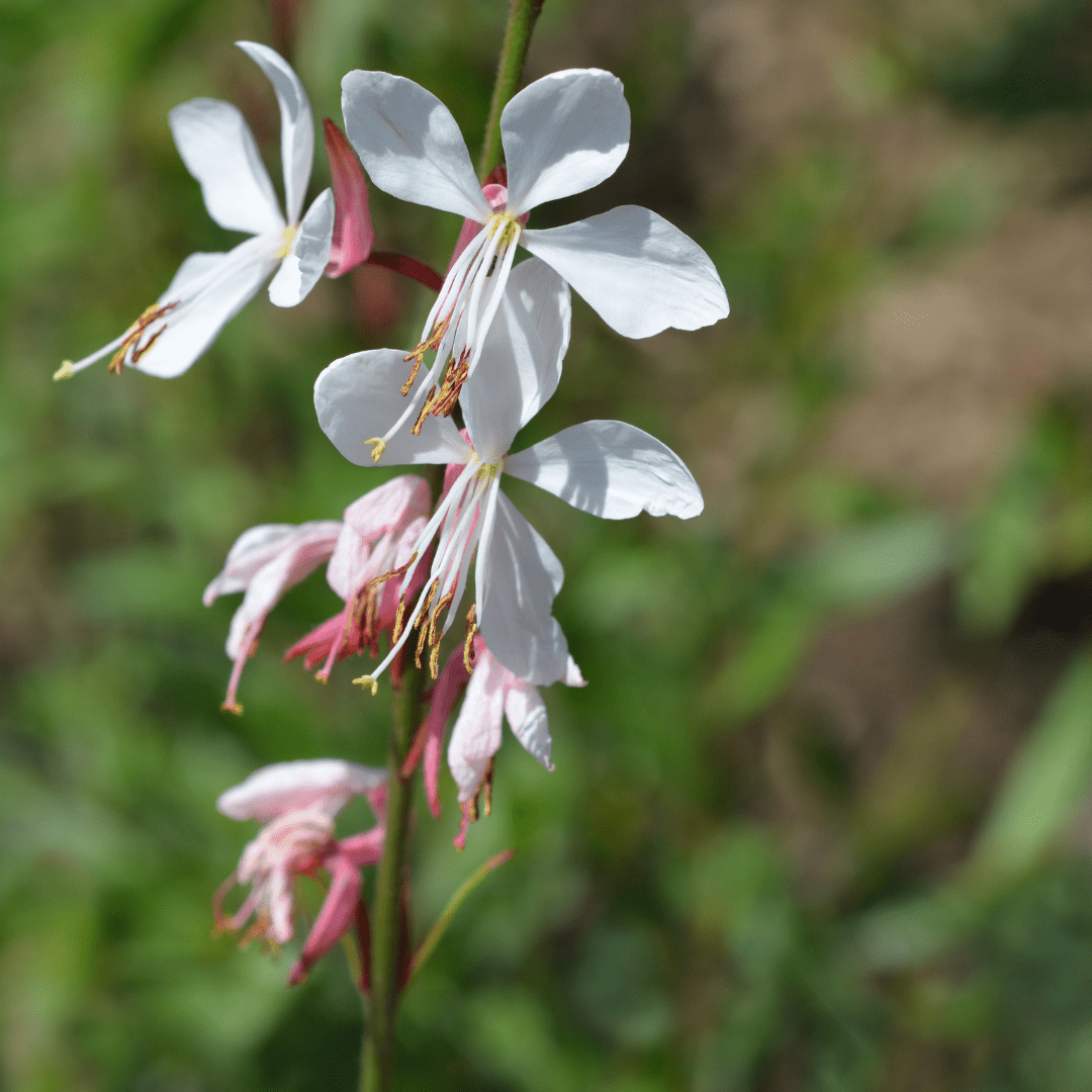 Sechs Gaura lindheimeri Pflanzen in Töpfen, Höhe 10-25cm, mit weißen Blüten, von Everspring.