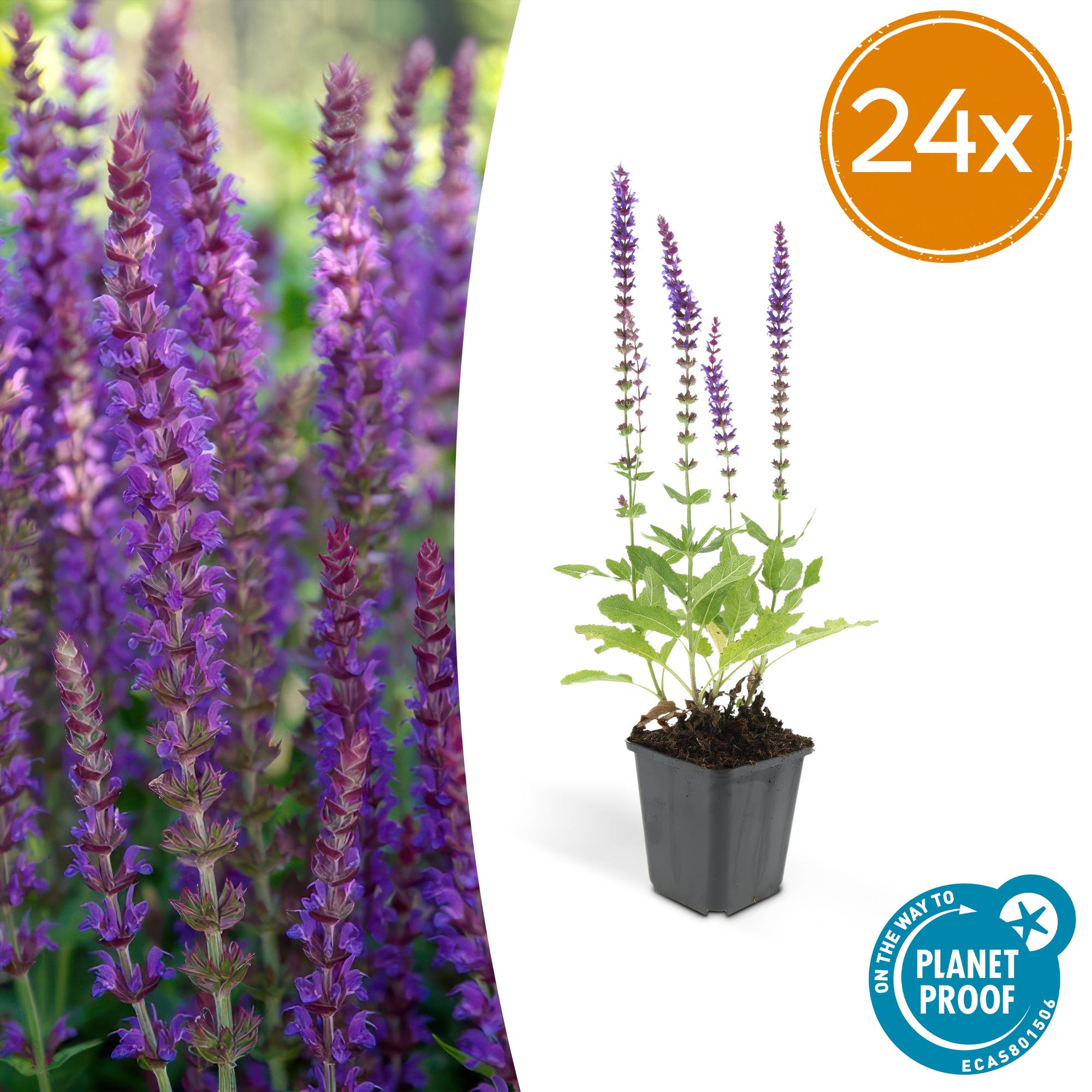 24x Salvia nemorosa ‘Ostfriesland’ – Steppen-Salbei mit violettblauen Blüten – Höhe 10–25 cm – Ø 9 cm