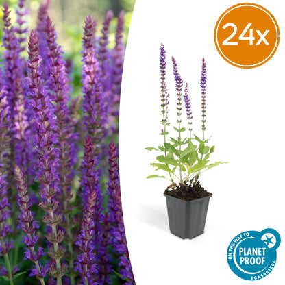 24x Salvia nemorosa ‘Ostfriesland’ – Steppen-Salbei mit violettblauen Blüten – Höhe 10–25 cm – Ø 9 cm
