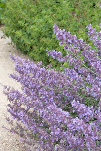 24x Nepeta ‘Walker’s Low’ – Katzenminze mit violettblauen Blüten – Höhe 10–25 cm – Ø 9 cm