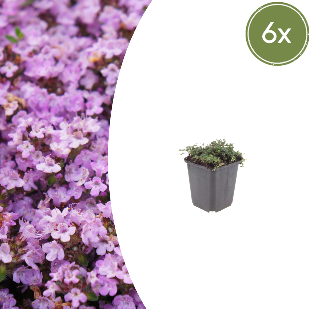 Sechs Thymus praecox &
