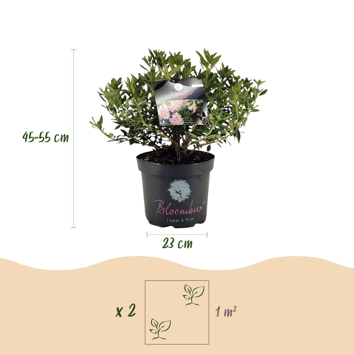 Lichtpink Rhododendron Bloombux in Topf mit Ø 23 cm, Höhe 45–55 cm, Everspring, blühende Gartenpflanze