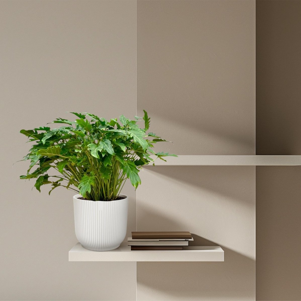Philodendron Xanadu 60 cm - 80 cm | Tropische Zimmerpflanze – Immergrün &amp; Pflegeleicht - Wurzelwerk Design