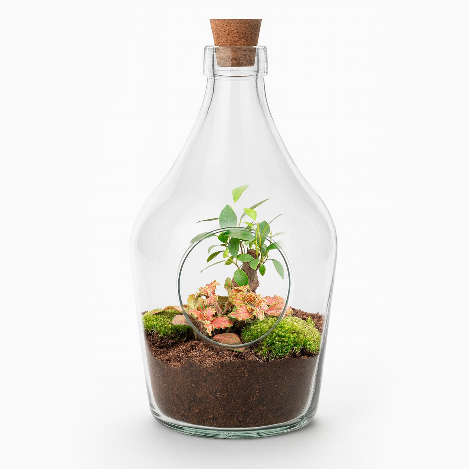Open terrarium John - Bonsai &amp; Ruby Lime  ↑ 30 cm