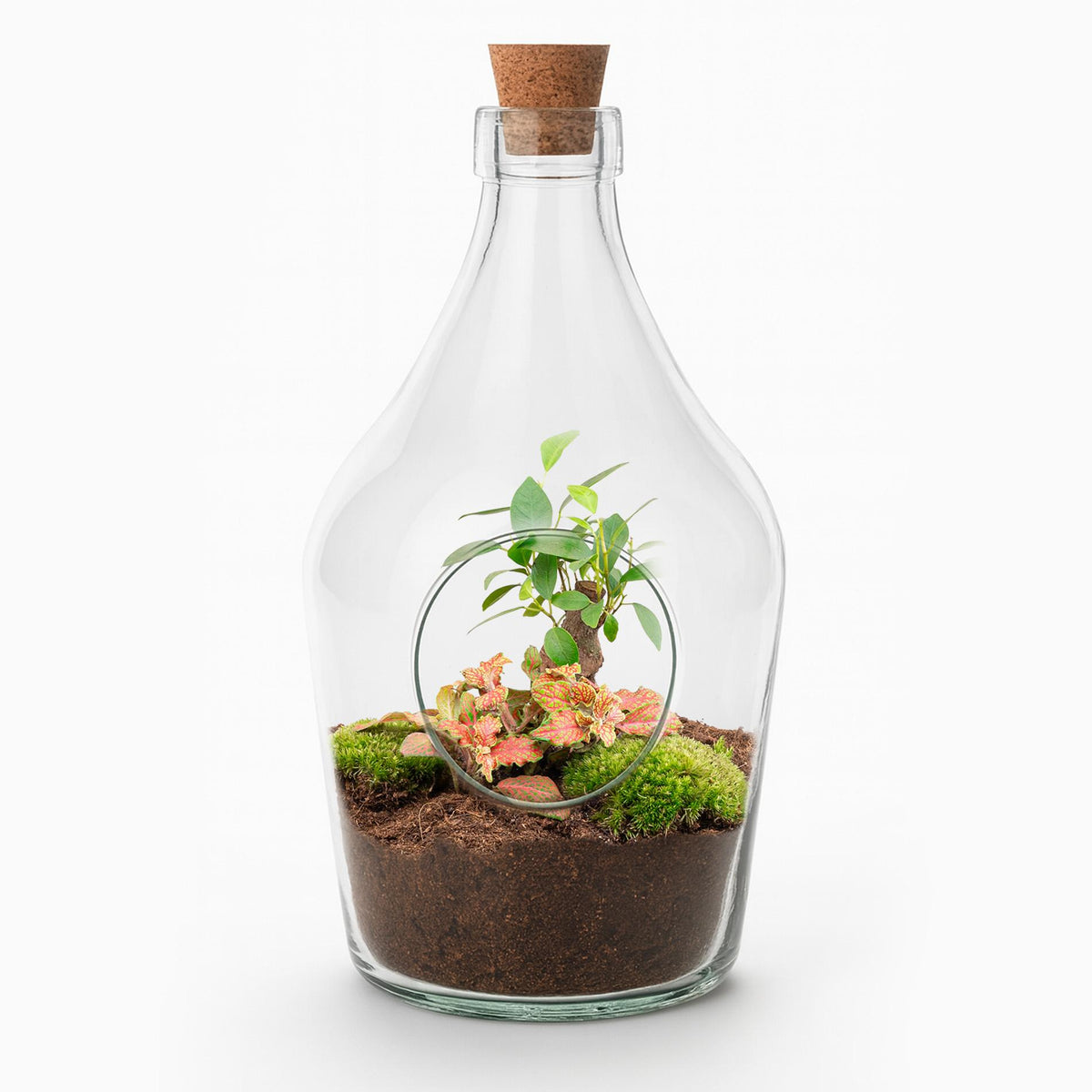 Offenes Terrarium John mit Bonsai und Ruby Lime, 30 cm Höhe, Everspring, in natürlichem Design mit Pflanzen und Glas.
