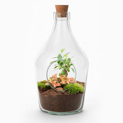 Open terrarium John - Bonsai &amp; Ruby Lime  ↑ 30 cm