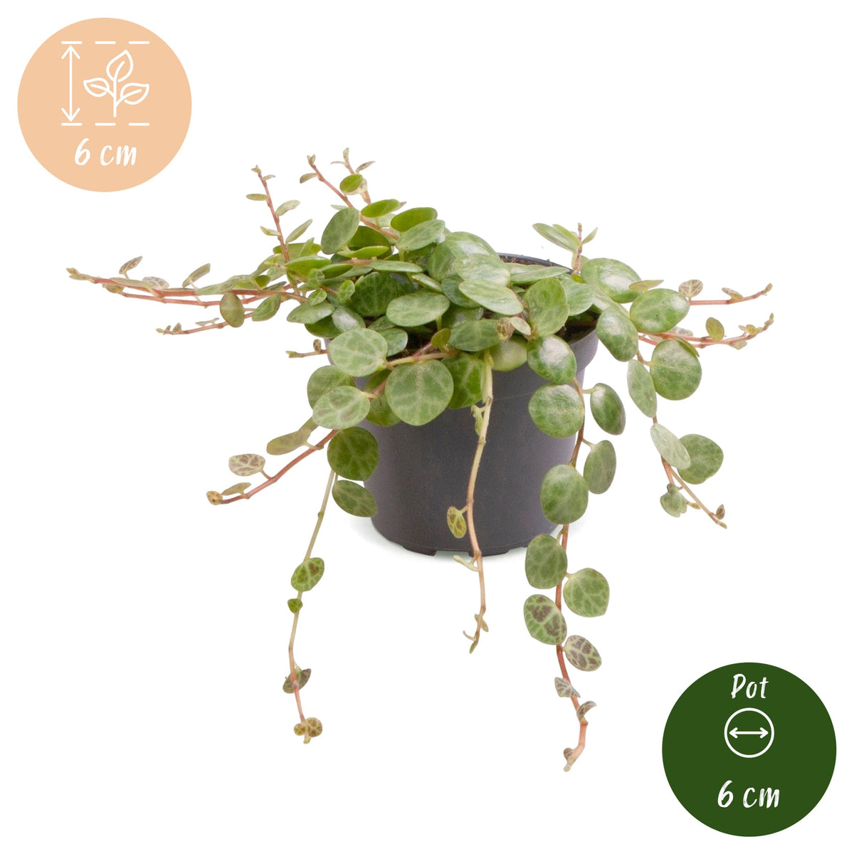 Schildkröten-Peperomie (Peperomia prostrata) Babypflanze mit gemusterten Mini-Blättern – Bild 5