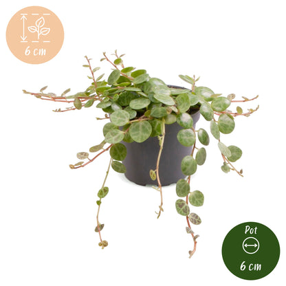 Schildkröten-Peperomie (Peperomia prostrata) Babypflanze mit gemusterten Mini-Blättern – Bild 5