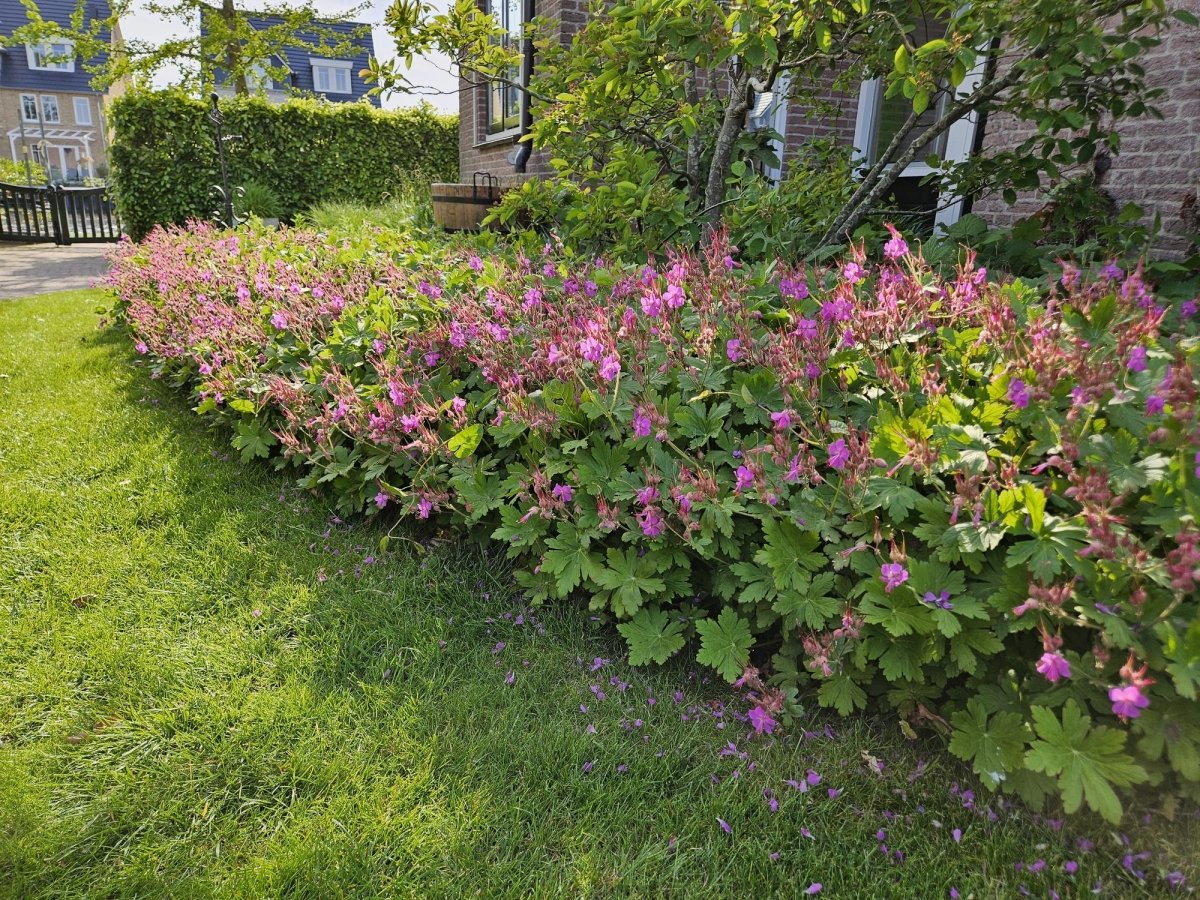 24x Geranium macrorrhizum – Immergrüner Bodendecker für Garten &amp; Hang - Wurzelwerk Design
