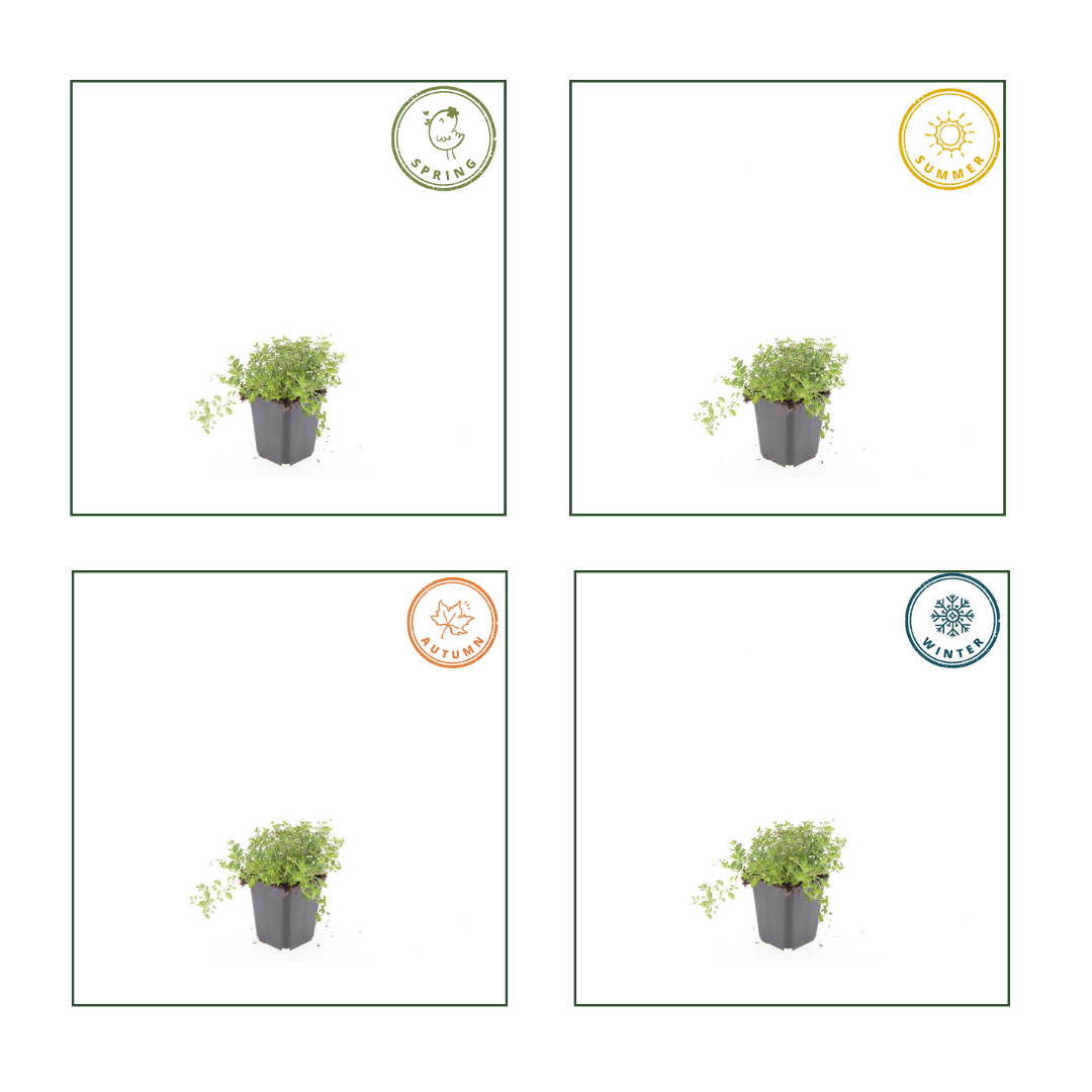 24x Thymian serpyllum - ↕10-25cm - Ø9cm