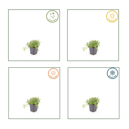 24x Thymian serpyllum - ↕10-25cm - Ø9cm