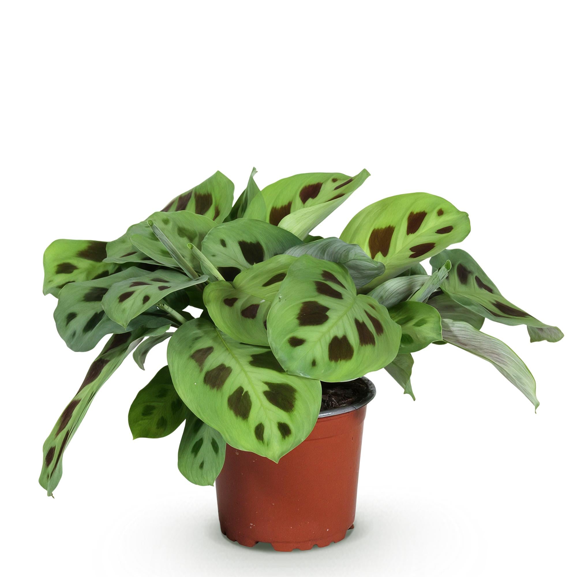 Maranta Fascinator Kerchoveana Zebrapflanze in Topf mit 12cm Durchmesser, ca. 25cm hoch, Everspring Zimmerpflanze