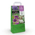 Blumenzwiebeln Allium Mix | 80 Stück Farbenmix – Geschenkverpackung – winterhart & bienenfreundlich - Wurzelwerk Design