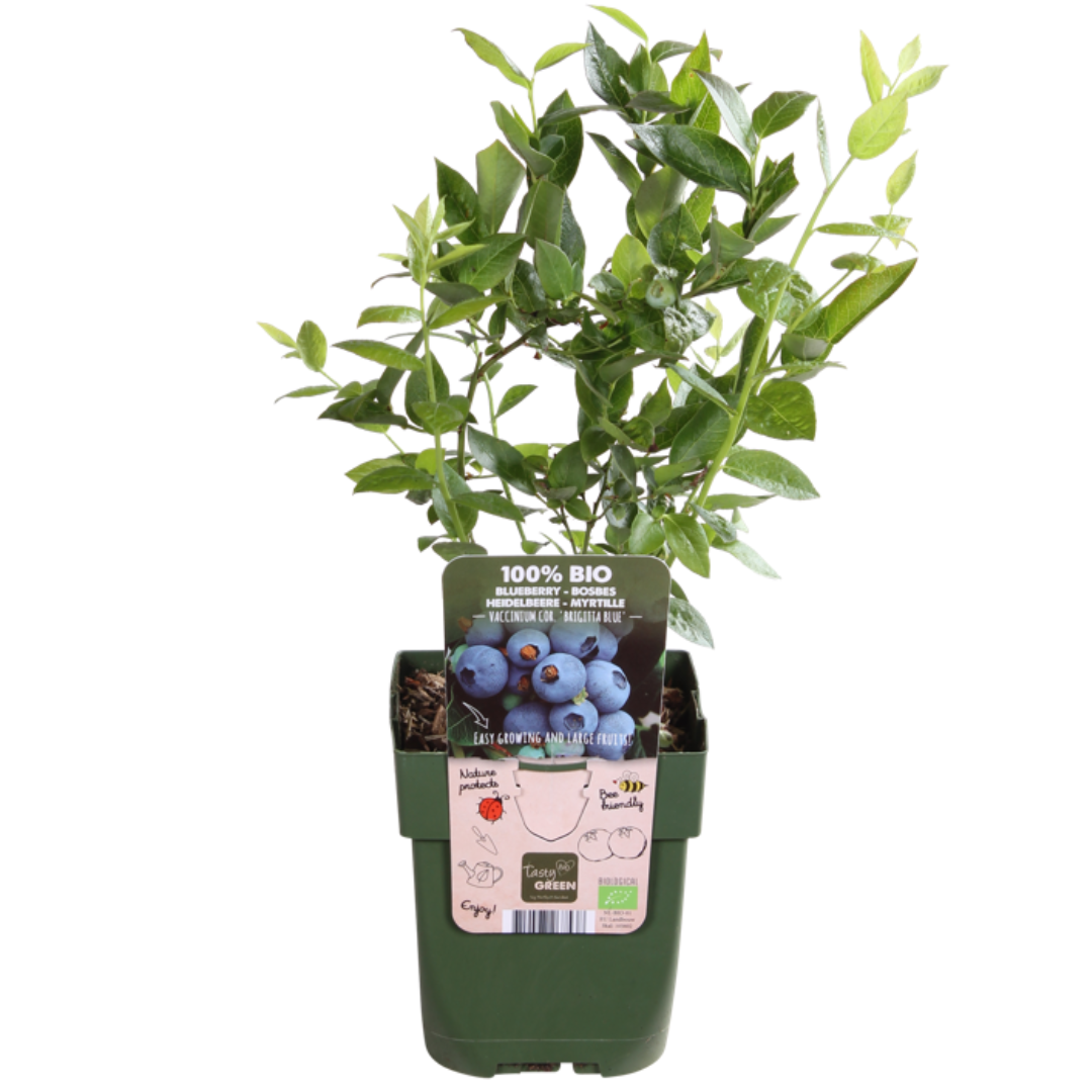 3 x Heidelbeerpflanzen BIO – Ø 13 cm – ↨ 20 cm – Gartenpflanze im Topf, ideal für Beet, Balkon oder Terrasse