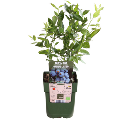 3 x Heidelbeerpflanzen BIO – Ø 13 cm – ↨ 20 cm – Gartenpflanze im Topf, ideal für Beet, Balkon oder Terrasse
