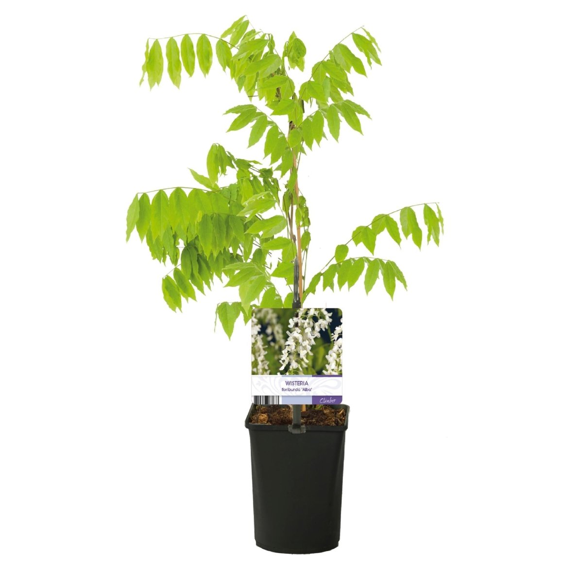 Blauregen Wisteria floribunda &