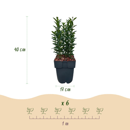 Spindelstrauch Green Spire – Euonymus japonicus online kaufen | 6 Pflanzen für 1 m Hecke, immergrün &amp; schmal – Wurzelwerk Design