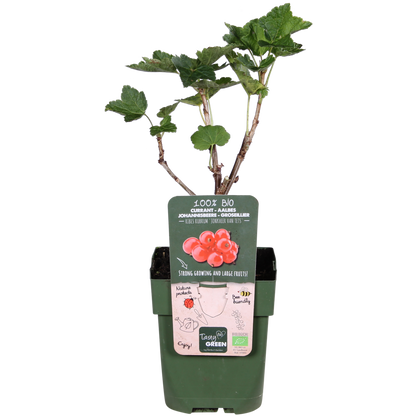 Rote Johannisbeere &