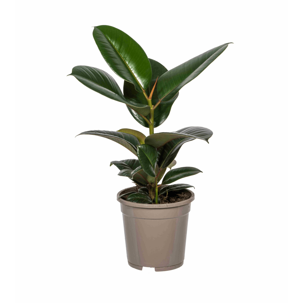 Ficus Elastica Robusta – Eleganter Gummibaum auf Stamm - Wurzelwerk Design