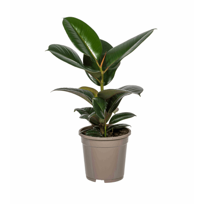 Ficus Elastica Robusta – Eleganter Gummibaum auf Stamm - Wurzelwerk Design