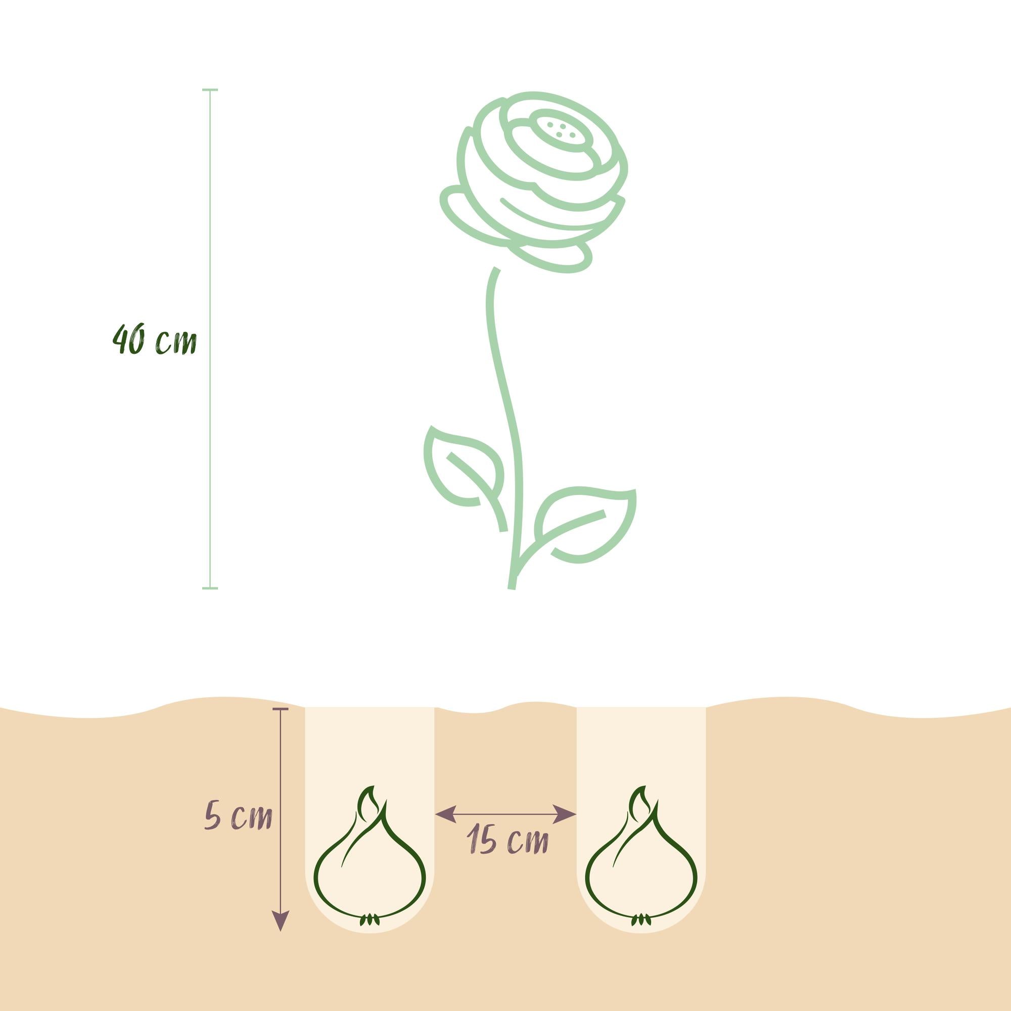 Blumenzwiebeln Asiatischer Hahnenfuß | 40 Stück Farbenmix – Zwiebelgröße 5/6 – XXL Pack