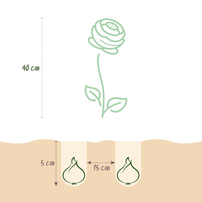 Blumenzwiebeln Asiatischer Hahnenfuß | 40 Stück Farbenmix – Zwiebelgröße 5/6 – XXL Pack