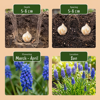 Armenische Traubenhyazinthe – Muscari armeniacum online kaufen | 100 bis 800 Blumenzwiebeln, Blau &amp; Verwildernd – Wurzelwerk Design