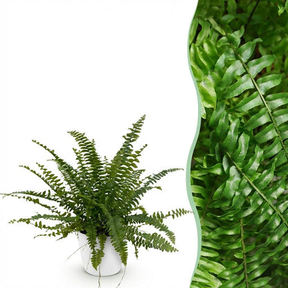 Farn kaufen | Nephrolepis exaltata Green Lady – Topf Ø 12 cm, Höhe 25 cm - Wurzelwerk Design