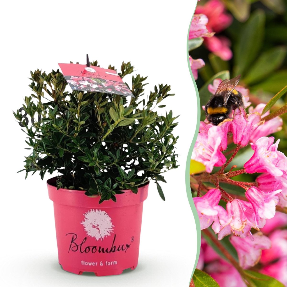 Rhododendron Bloombux Magenta kaufen | Topf Ø 17 cm, Höhe 30–40 cm - Wurzelwerk Design