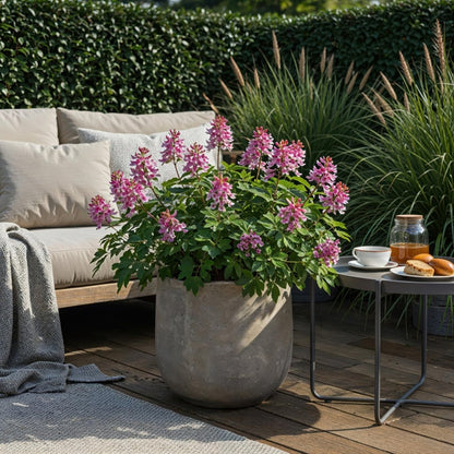 Blumenzwiebeln Corydalis Beth Evans | 20 Stück Weiß &amp; Lila – Zwiebelgröße 6/7 – XXL Pack - Wurzelwerk Design