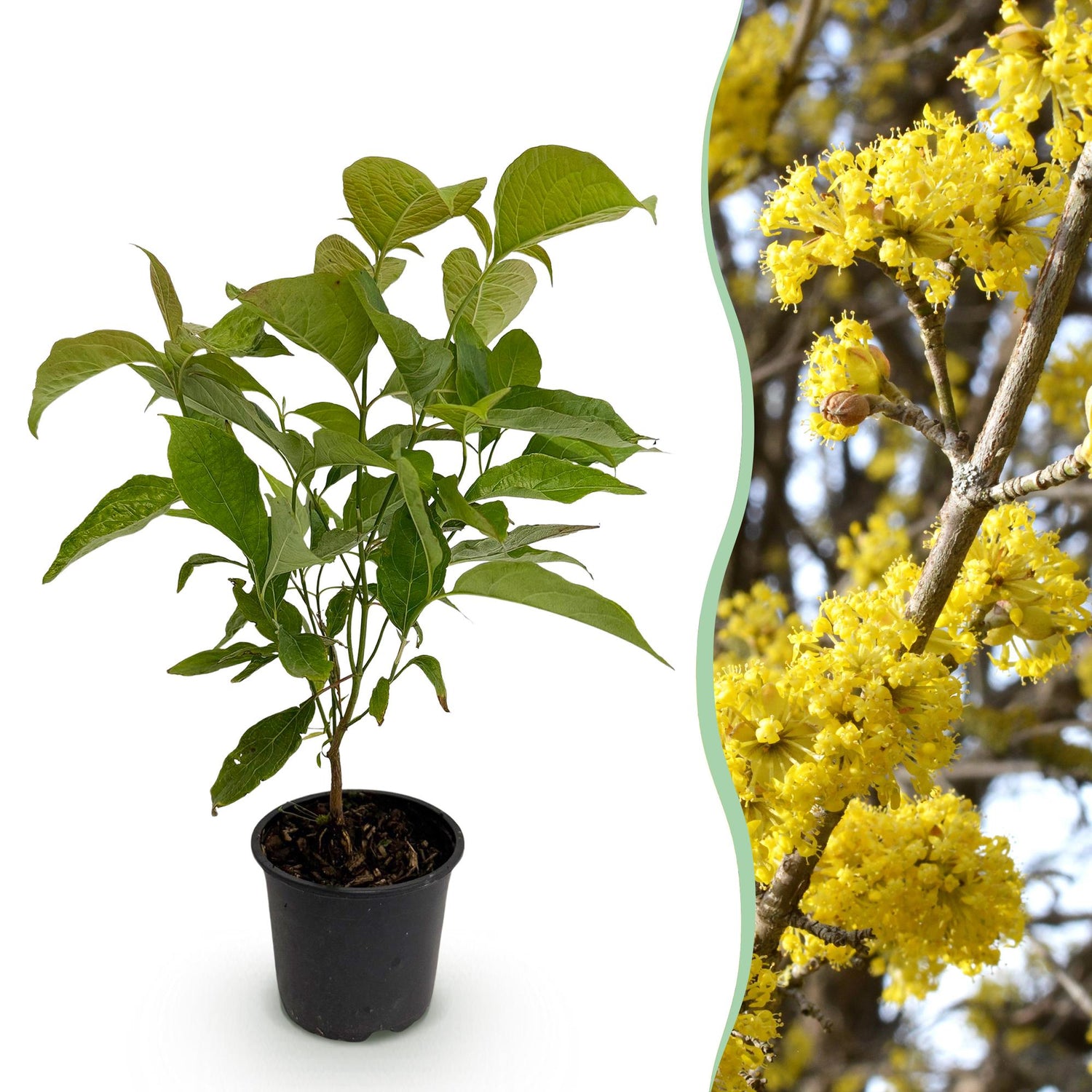 Gelbe Blüte der Cornus mas Pflanze von Everspring im Topf, 12 cm Durchmesser, ca. 35 cm hoch, frühlingshafte Naturerscheinung